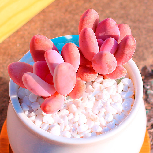 批发多肉植物组合盆栽肉嘟嘟桃蛋