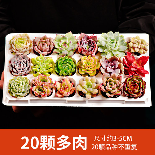 云南直发20颗不重复多肉组合盆栽