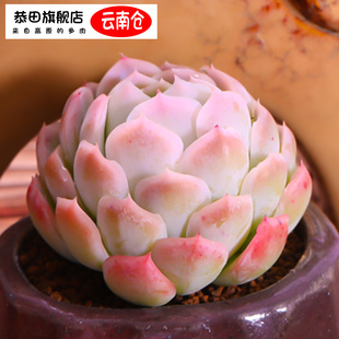 云南直发奶油贝瑞多肉植物双子贝瑞组合盆栽鲜花绿植花卉室内花