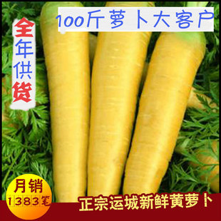 25年新货全年供货山西运城新鲜农家自产抓饭萝卜干脆萝卜100斤装