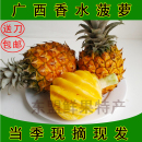 广西脆甜新鲜香水迷你菠萝现摘当季 水果凤梨胜泰国小菠萝送刀除味