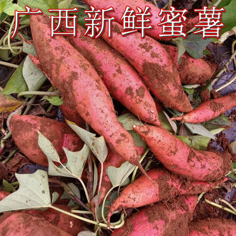 广西新挖巴马红薯当季小蜜薯番薯软糯香地瓜农家自种糖心超甜香薯
