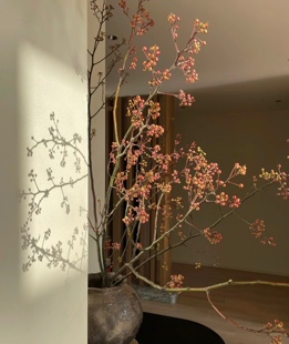 年宵花灯台花鲜切干支水培植物客厅室内新年装饰新春盆栽摆件送礼