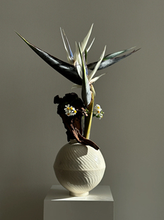 尼古拉鹤望兰天堂鸟吊鸟小众稀有热带花材家养插花鲜花水培艺术