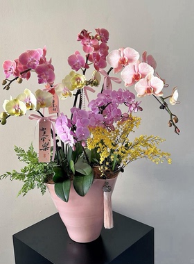 蝴蝶兰盆栽带花苞大号兰花客厅真花大花蕙兰上海同城配送乔迁开业