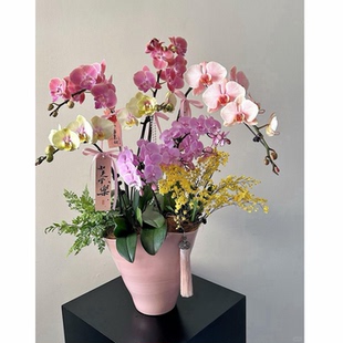 蝴蝶兰盆栽带花大号兰花客厅年宵花真花大花蕙兰上海同城配送