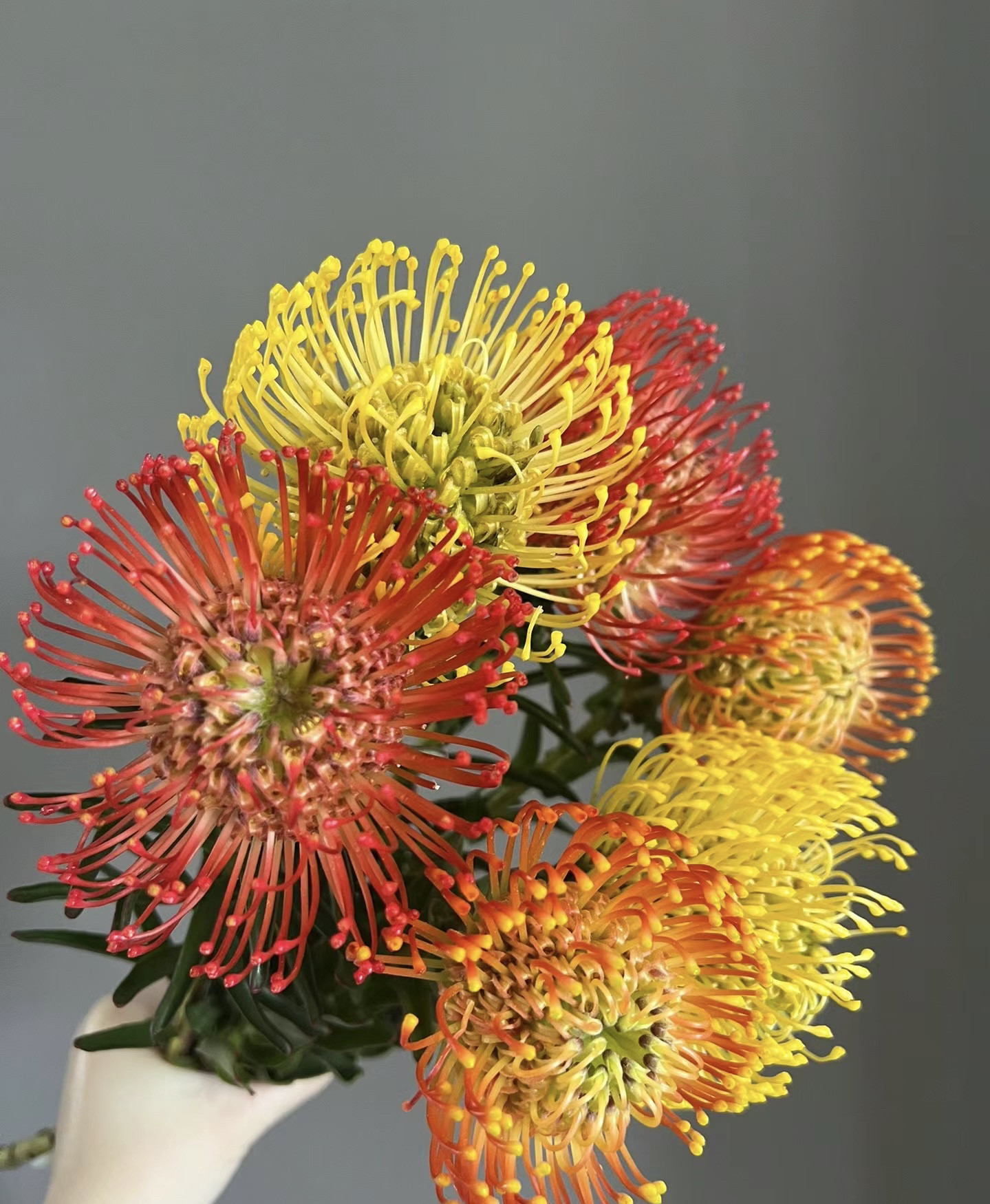 针垫花鲜花水培鲜切花插花南非进口花材鲜切