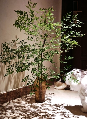 南天竹盆栽水培绿植物火焰红水养室内真树蓝天竹吊钟马醉木南天竺