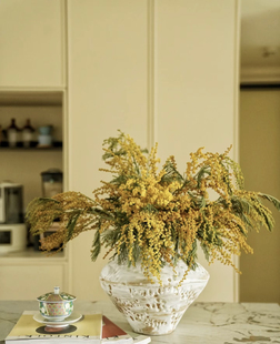 银叶金合欢鲜花家用绿植插花中式黄色合欢花鲜切花枝条圣诞花