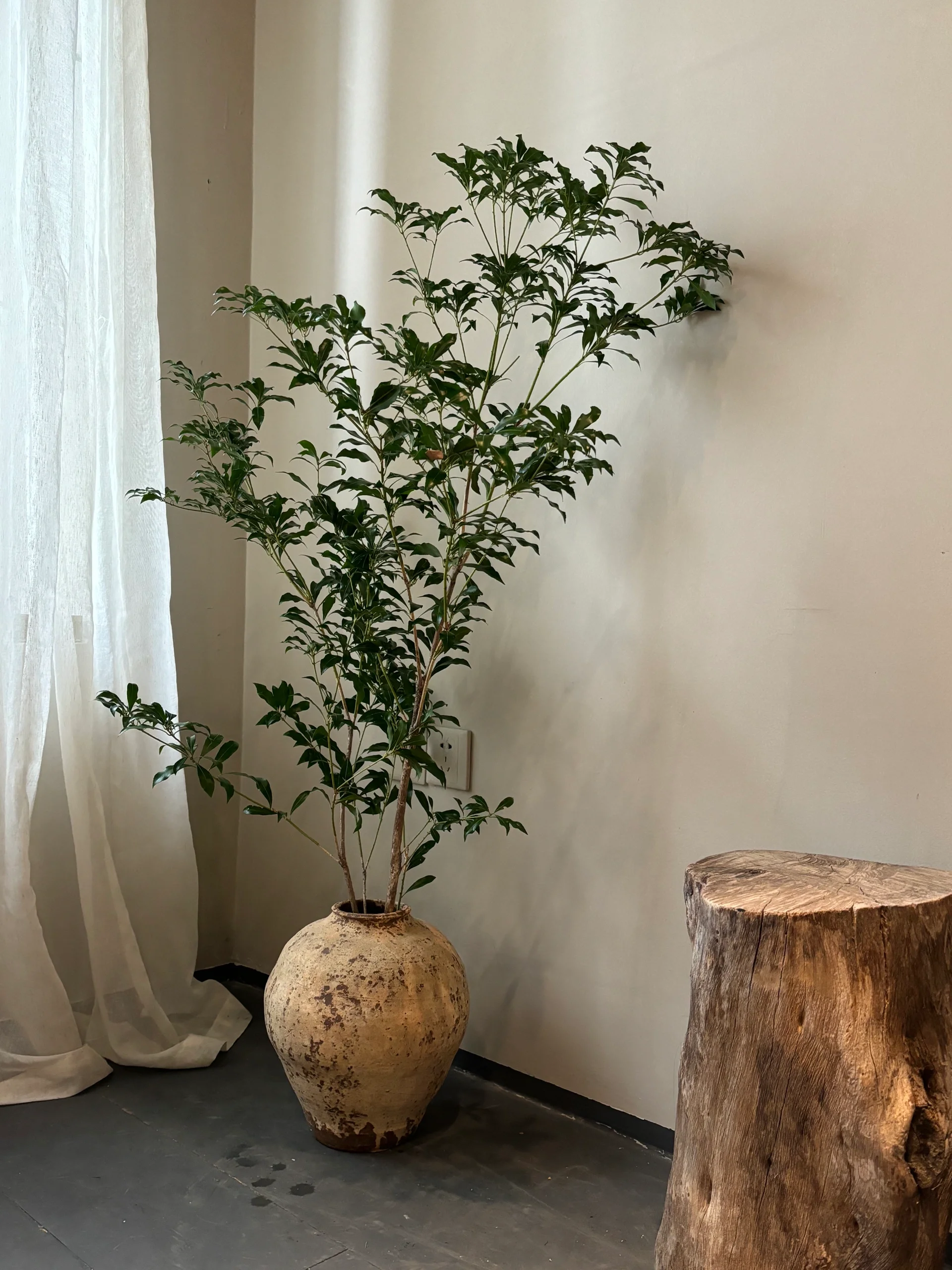 日本进口小叶马醉木水培植物鲜切枝条绿植水养家居软装侘寂摆件