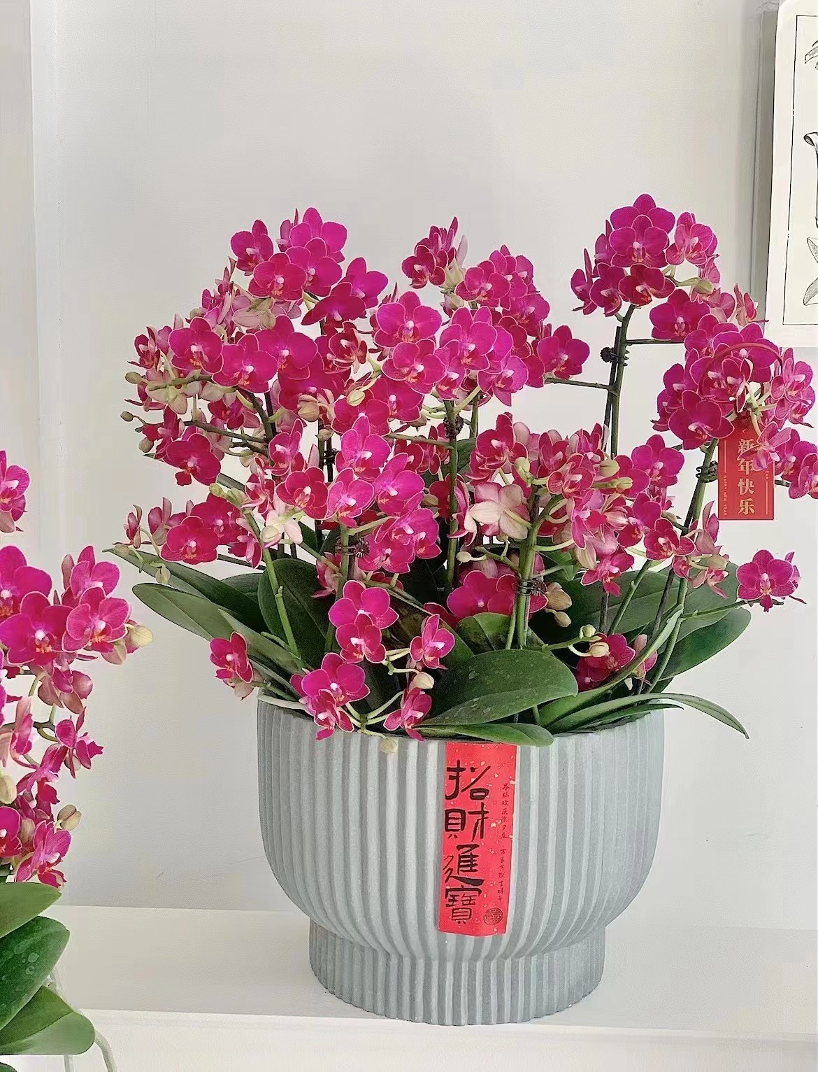 蝴蝶兰盆栽上海带花苞高档兰花室内植物盆景开业乔迁年宵花