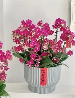 蝴蝶兰盆栽上海带花苞高档兰花室内植物盆景开业乔迁年宵花