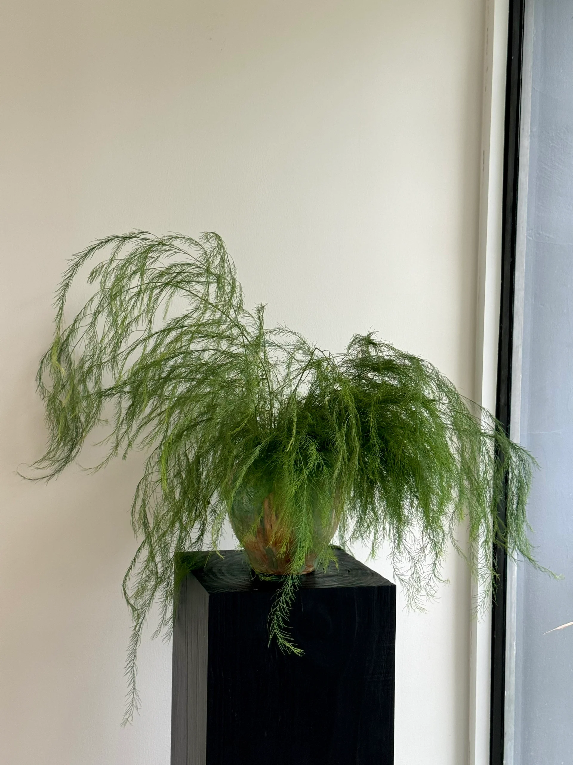 芦荀草鲜切枝水养芦笋草婚庆布置家居软装装饰高级感桌面摆件