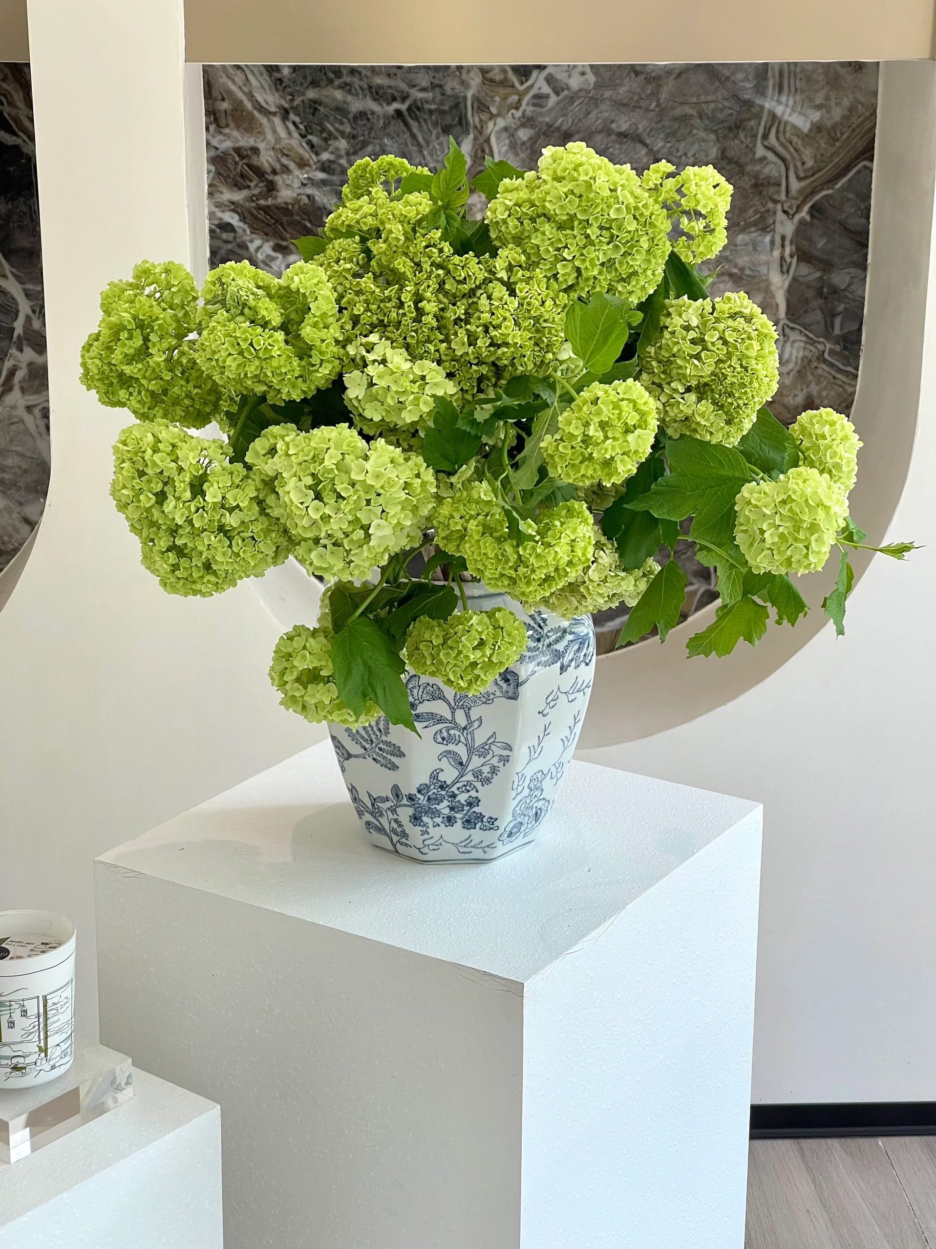 木绣球鲜花鲜切花水养插花真花客厅餐桌花束室内水培花材