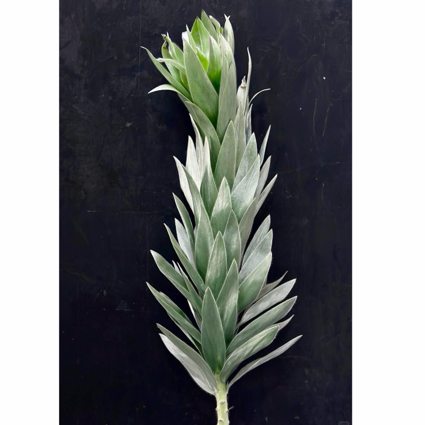 南非帝王叶银叶鲜切花小众花材绿植插花水养花材桌面装饰摆件
