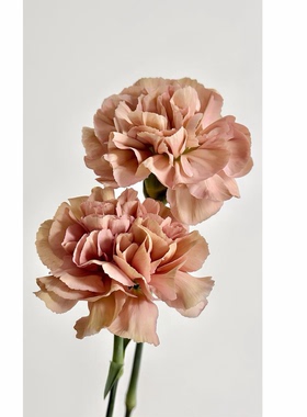 橙色康乃馨古巴爱情复古鲜花花束插花水培真花客厅高级感装饰摆件