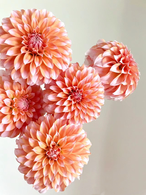 大丽花鲜切花鲜花花束上海基地直发绿植真花网红奶油桃子水培花