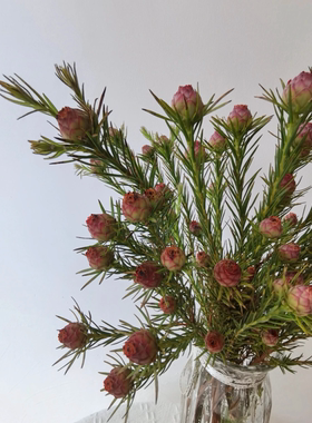 澳洲郁金香观果鲜切花野奢小众插花装饰摆件室内水养装饰可做干花