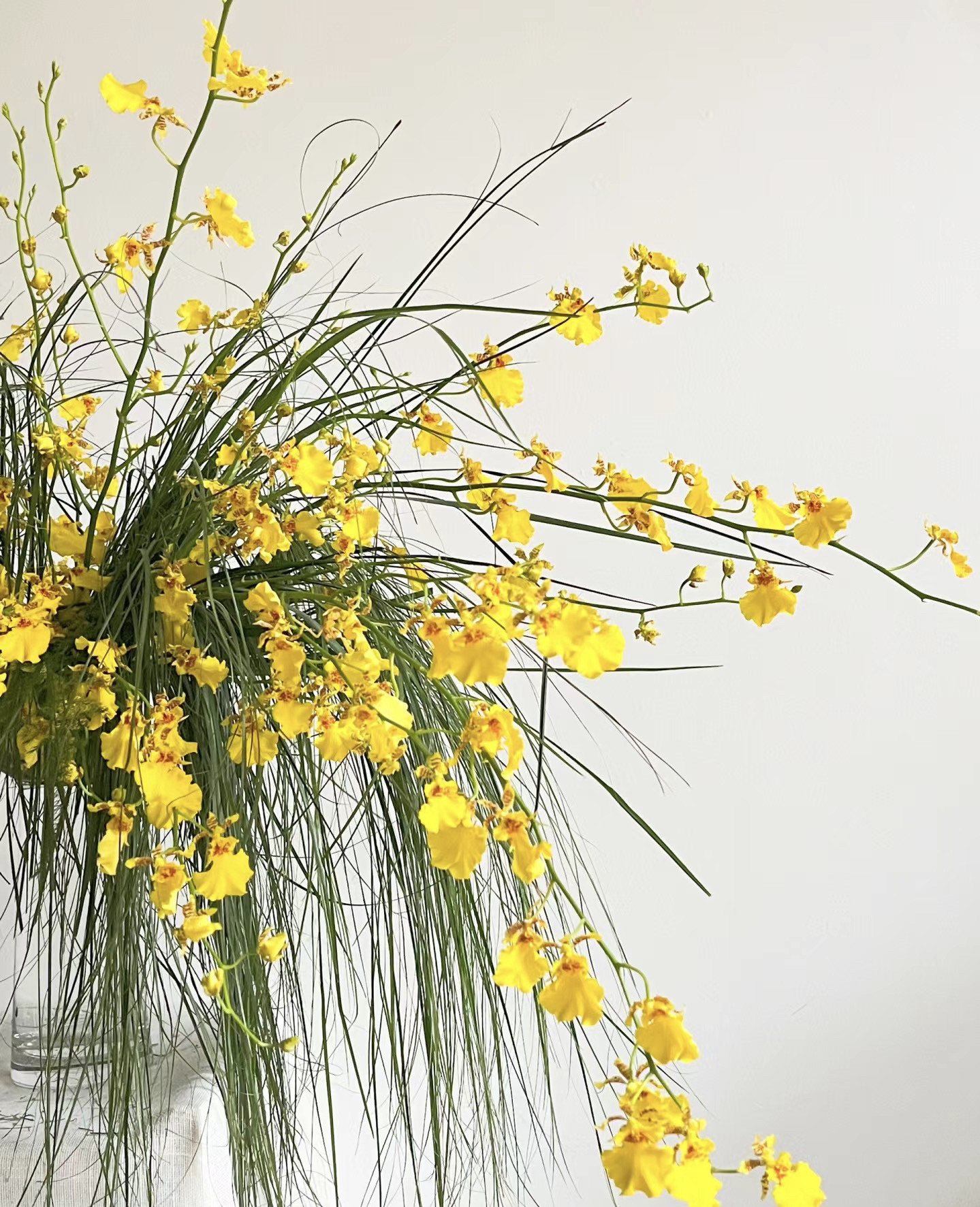 黄色跳舞兰鲜花上海直发橙色真花婚庆水培植物花束文心兰鲜切花