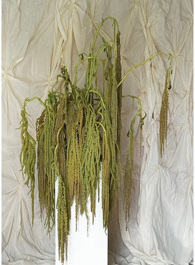 尾穗苋吊米鲜花束柔丽丝鲜切花插花永生花情人泪婚庆花艺软装饰