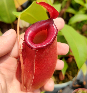 价格实在 圆润可爱 产家直销 食虫植物红宝石猪笼草 好养好看