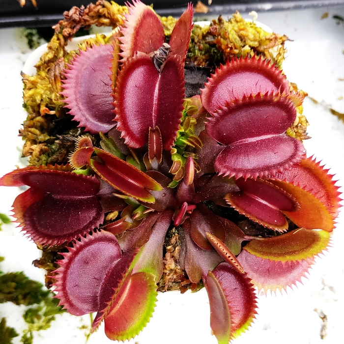 食虫植物-红色食人鱼捕蝇草 特征型...