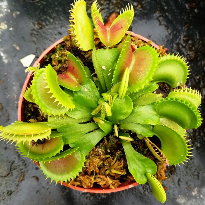 食虫植物-鲨鱼齿捕蝇草 盆栽 大型捕蝇草 夹大新手必入.种好发