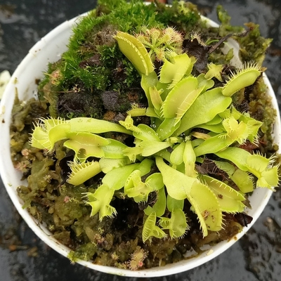 食虫植物-三头犬捕蝇草 塞伯拉斯 特征型捕蝇草！Cerberus种好发