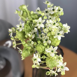 天鹅绒种球伯利恒之星种球虎眼万年青 圣心百合盆栽球茎