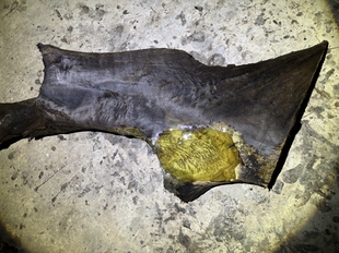 阴沉金丝楠乌木料小叶桢楠香味保真正品硬骨头料闪电龙胆纹