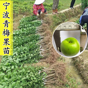 浙江萧山大青梅树苗 盆栽梅子树 青皮青相苗白梅花树苗果树