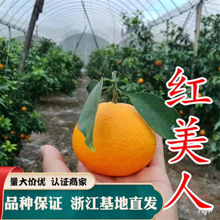 浙江象山红美人柑橘树苗新品种