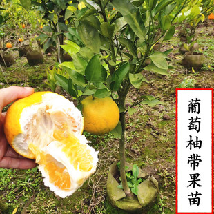 带土带果宁波黄金葡萄柚树苗 庭院鸡尾柚子结树苗 健香柚果树