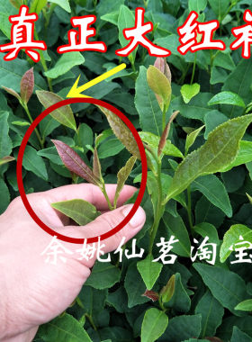 大红袍茶树苗红茶树美观