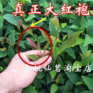 盆栽大红袍茶叶树苗 庭院绿化红茶树 当年采摘乌龙茶树包邮