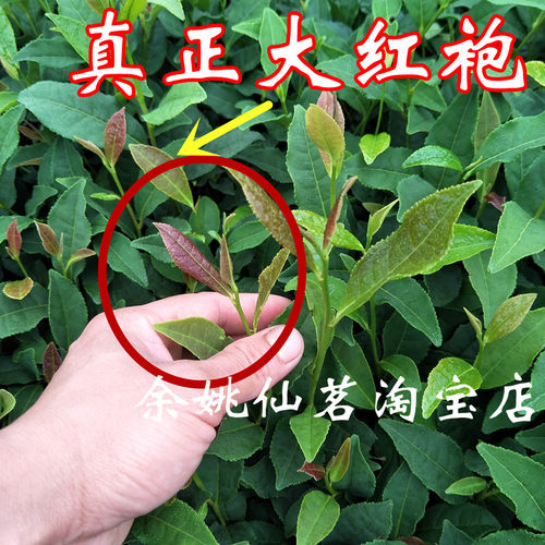 大红袍茶树苗红茶树美观