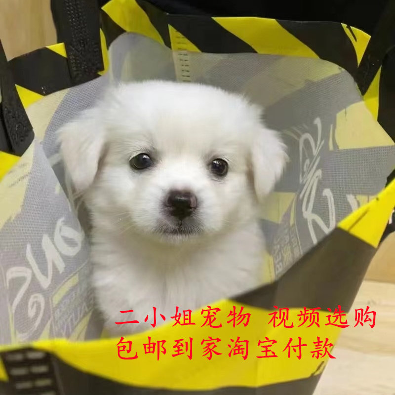 中华田园犬活体纯白狗狗小型犬幼犬博美混血比熊混血狗狗