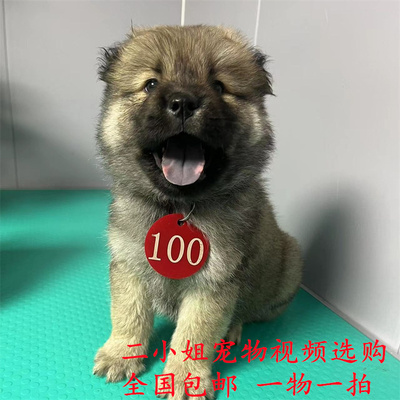 松狮混血狗狗大型犬幼犬中华田园犬活体高加索混血狗狗