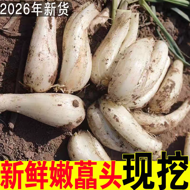 藠头新鲜现挖5斤荞头葱小蒜泡菜大蒜头叫头当季蔬菜农家脆嫩茭头
