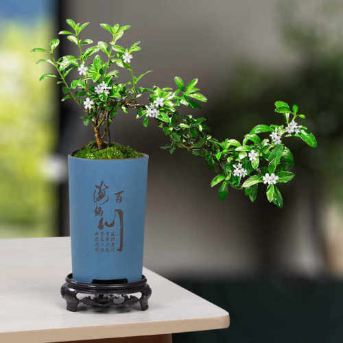 多肉透气带托盘盆景兰花古典紫砂