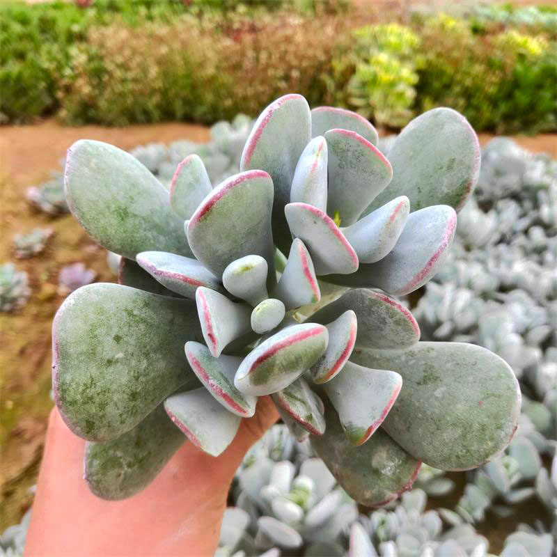 新嫁娘多肉植物中华福娘老桩群生大颗肉肉福娘系列冷门稀有多肉