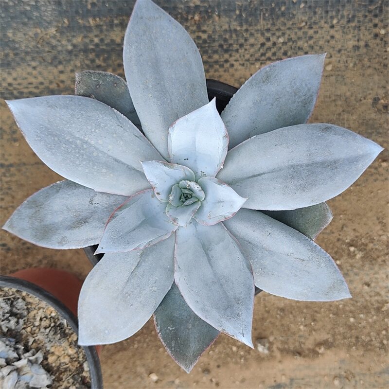 广寒宫多肉植物群生新手易养护美多肉植物