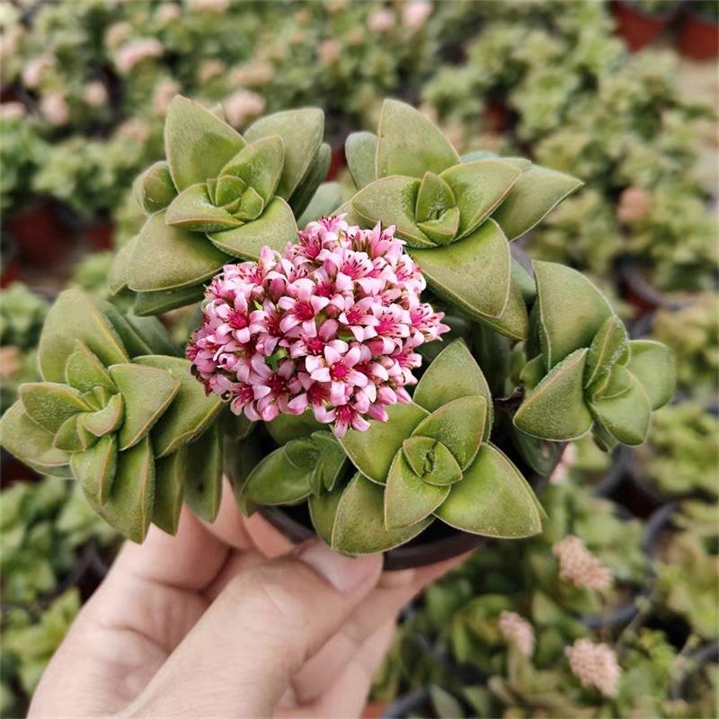 神童多肉植物大颗群生老桩开红花精品多肉花卉绿植盆栽组合美观