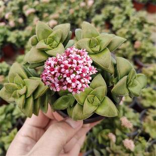 神童多肉植物大颗群生老桩开红花精品多肉花卉绿植盆栽组合美观