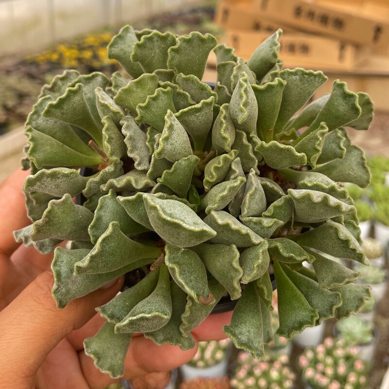 神想曲水泡大颗群生多肉植物稀有精品好养室内庭院露养花卉绿植