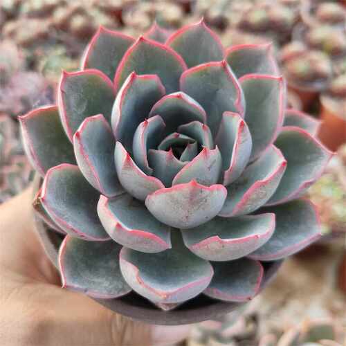 赫拉多肉植物大颗精品控养