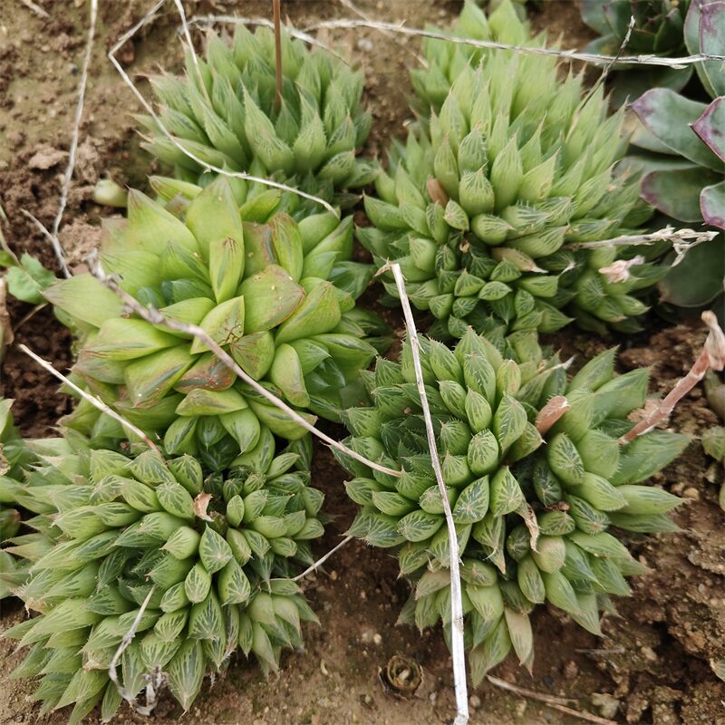 三角琉璃殿玉露大群多肉植物阳台花卉绿植盆栽组合防辐射净化空气