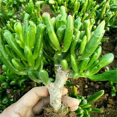 多肉植物多年老桩筒叶花月吸财树老桩多肉防辐射大棚种植包邮 虎窝淘