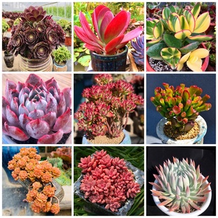 包邮 起处理20元 超值美观2元 多肉植物盆栽组合大颗巨型老桩特价