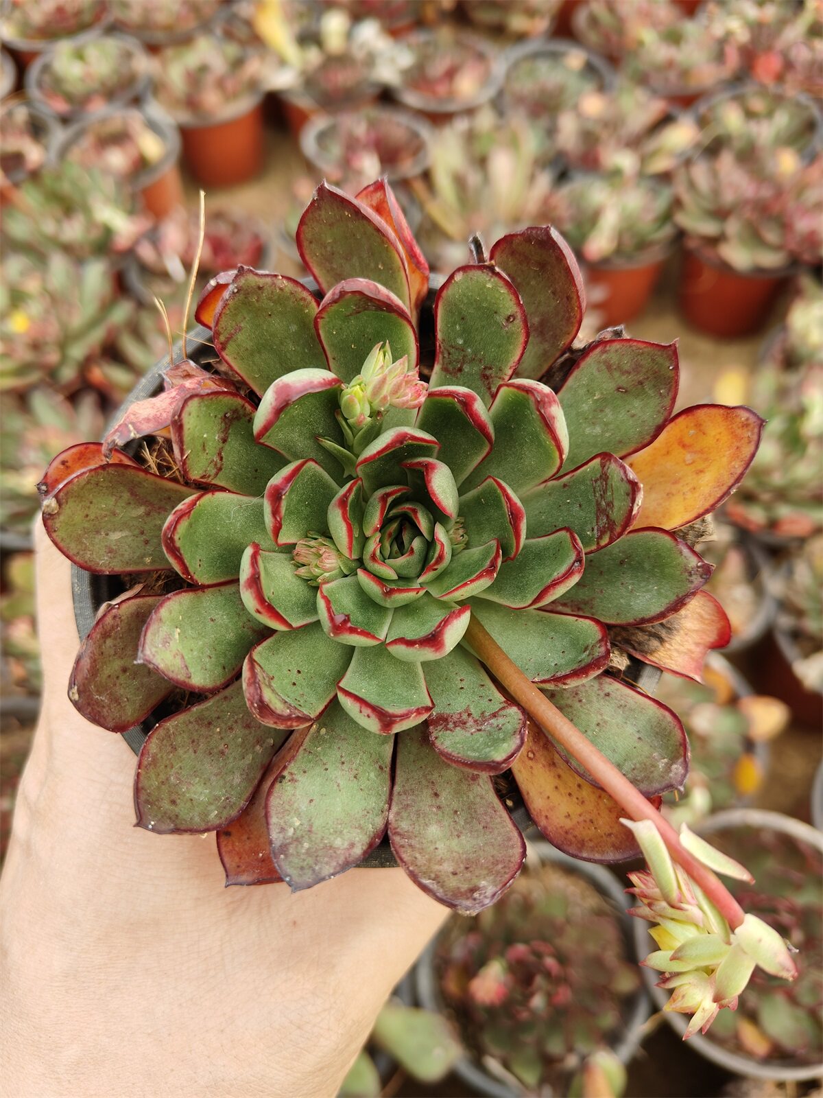 佛拉门戈易养护多肉植物莲花座新手办公室阳台花卉绿植美观趣味